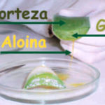 partes aloe vera