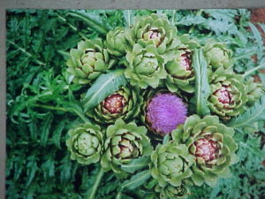 Cynara_scolymus2