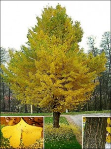 Ginkgo4