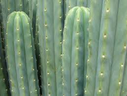 Cactus San Pedro O Wachuma
